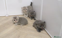 British Shorthair cats for sale: 🐾Pedigree British Shorthair Kittens – GCCF REG🐾 - Image 6