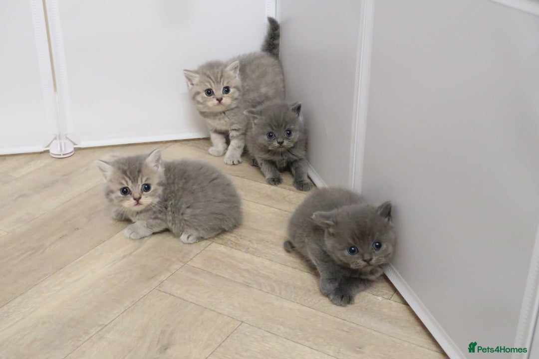 British Shorthair cats for sale: 🐾Pedigree British Shorthair Kittens – GCCF REG🐾 - Image 6