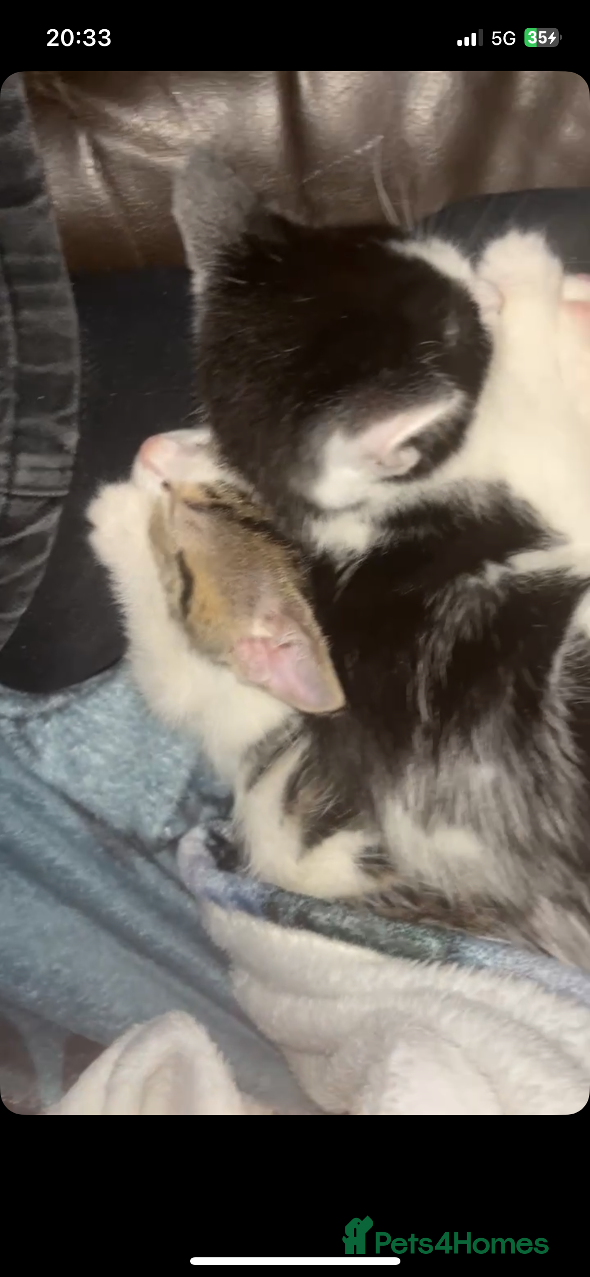 Mixed Breed cats 2 gorgeous kittens available  - Advert 1