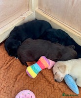 Labrador Retriever dogs - Advert 1