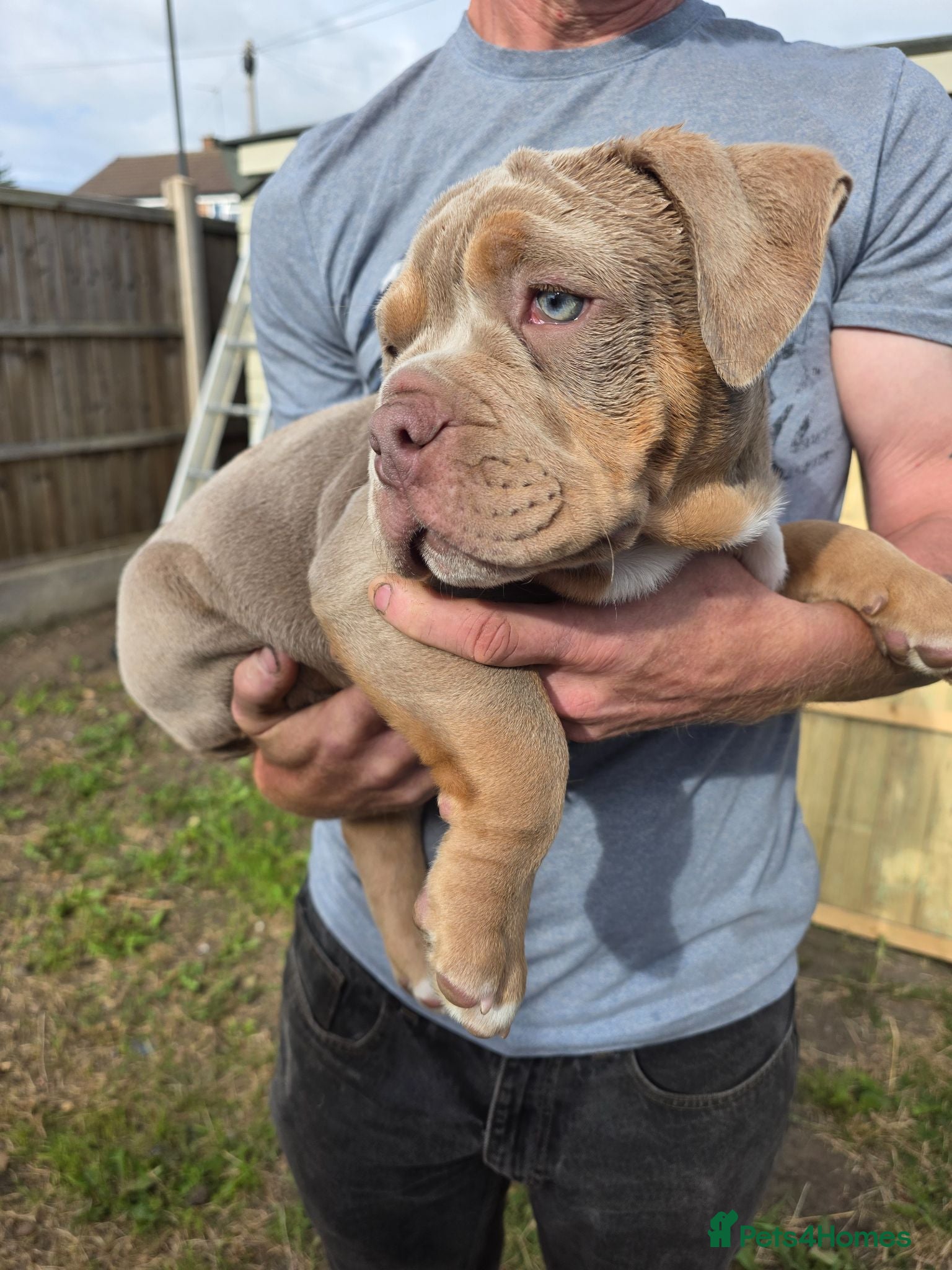 Olde English Bulldogge dogs Last boy fluffy carrier ready now - Advert 2