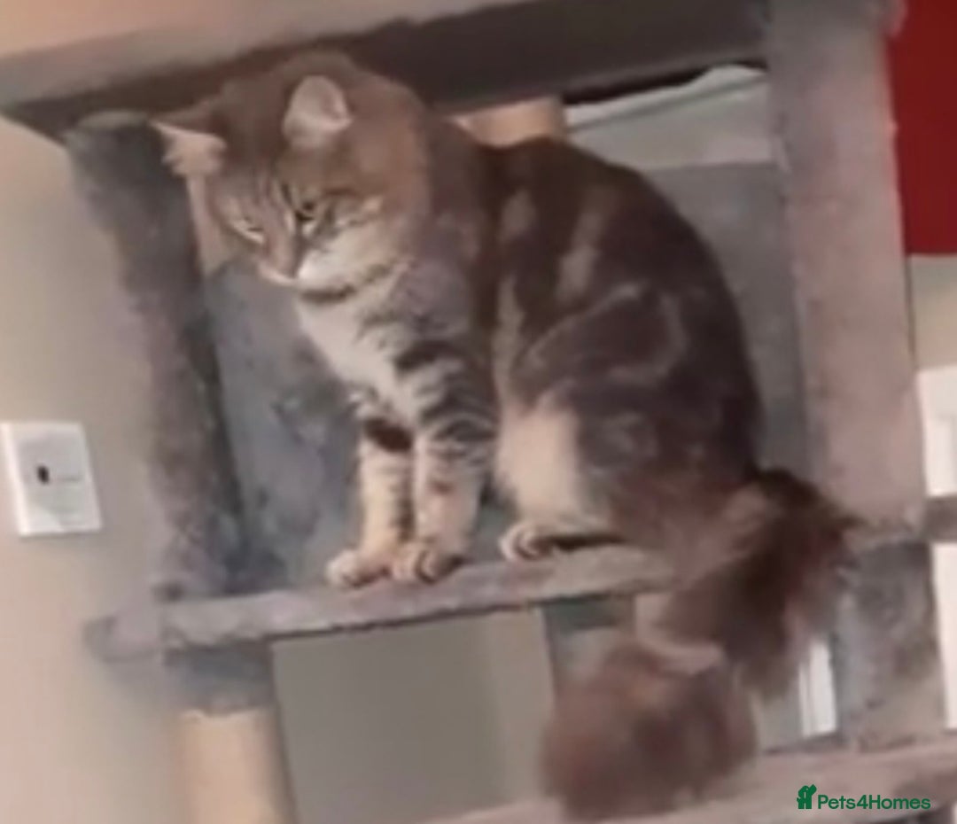 Maine Coon cats for sale: MISSING/STOLEN  - Advert 2