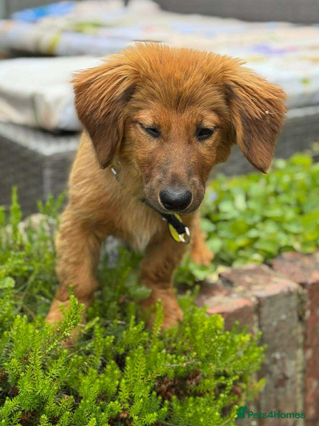 Mixed Breed dogs for adoption: MAGGIE -Friendly girl/4 months/loves dogs & kids - Image 14