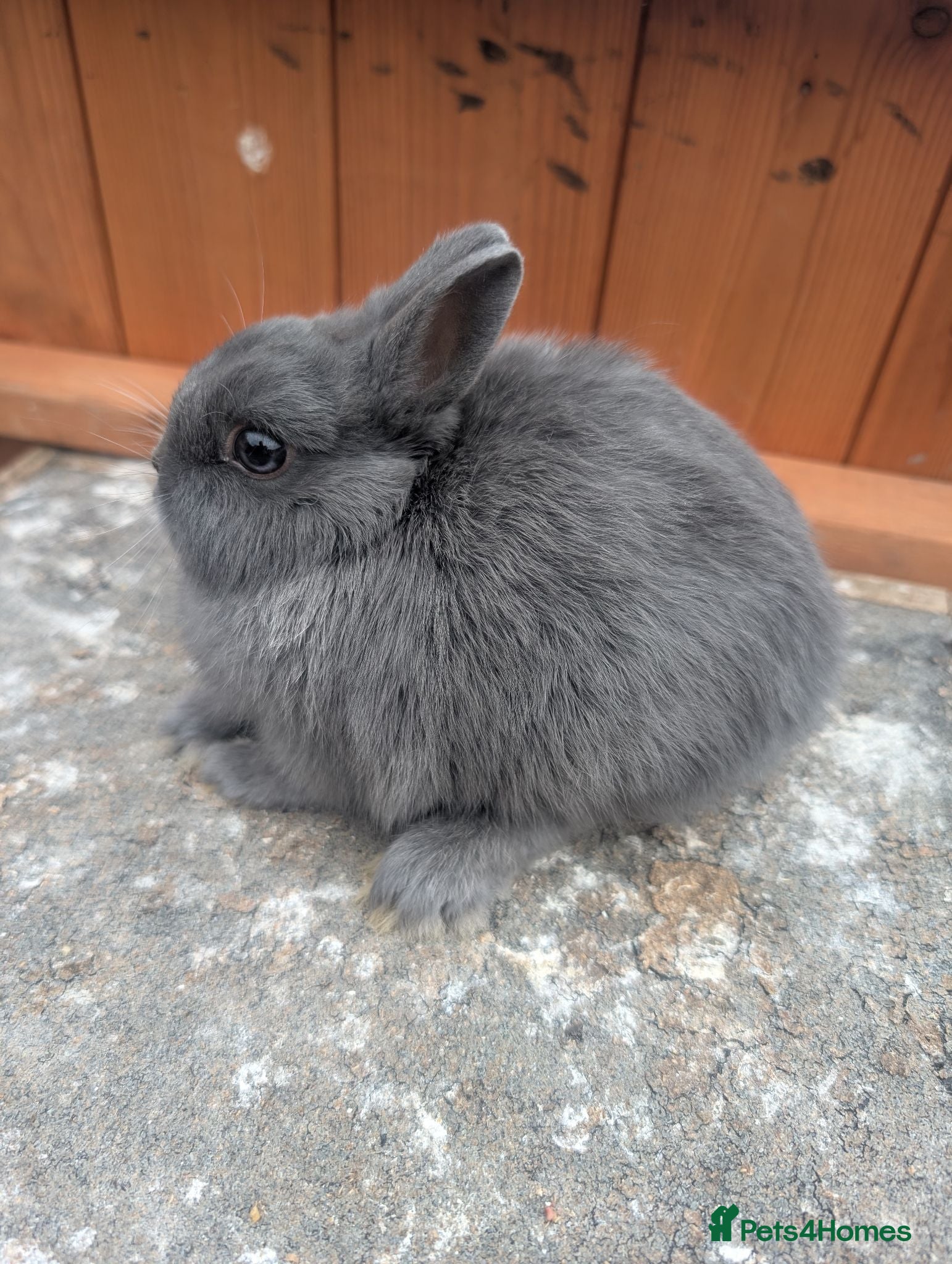 Netherland Dwarf rabbits Netherland dwarf baby's  - Advert 1