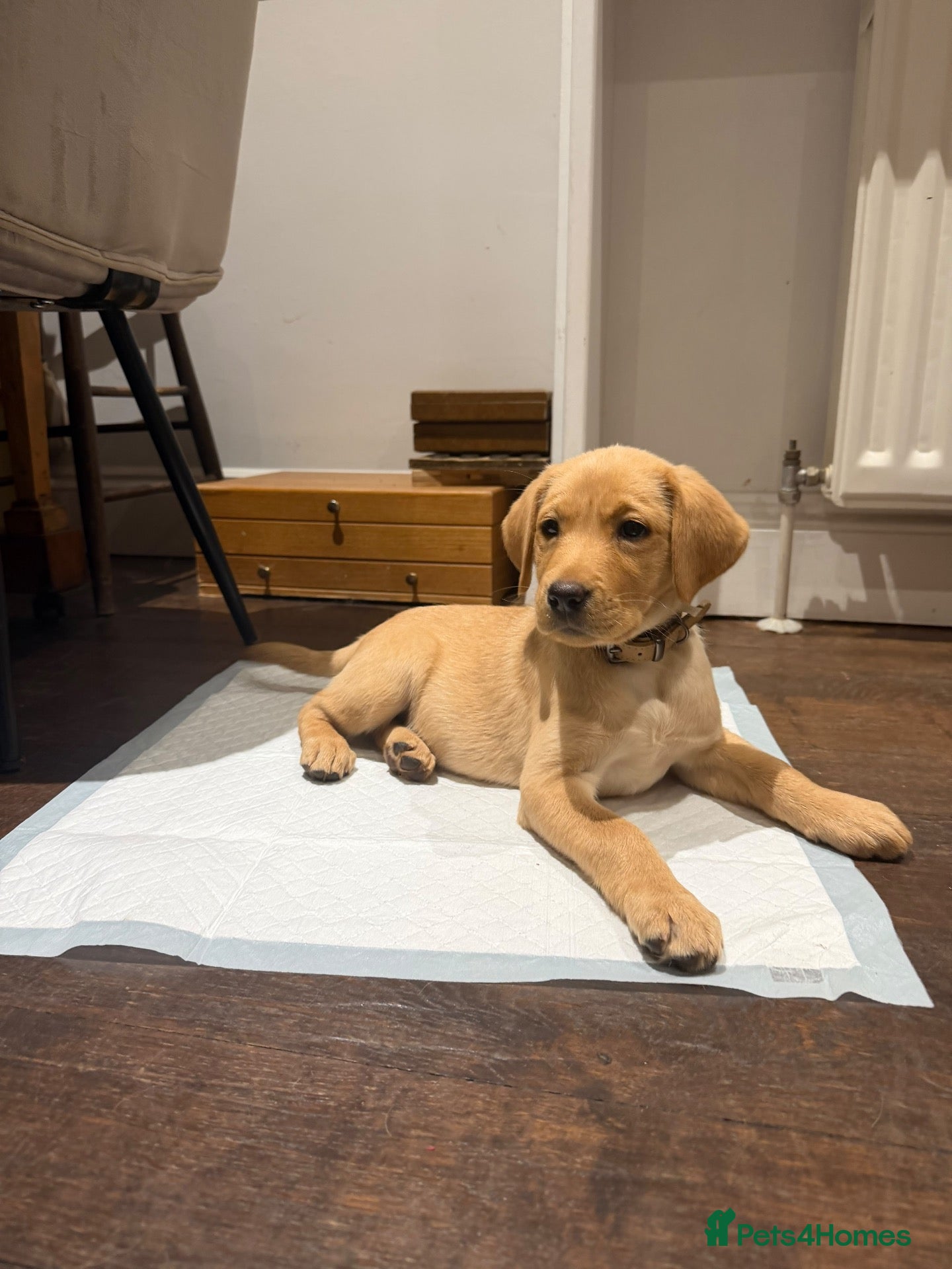 Labrador Retriever dogs Golden and red fox Labrador pups  - Advert 2