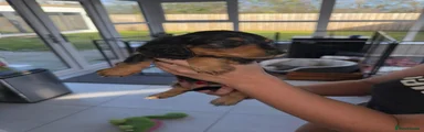 Miniature Dachshund 4