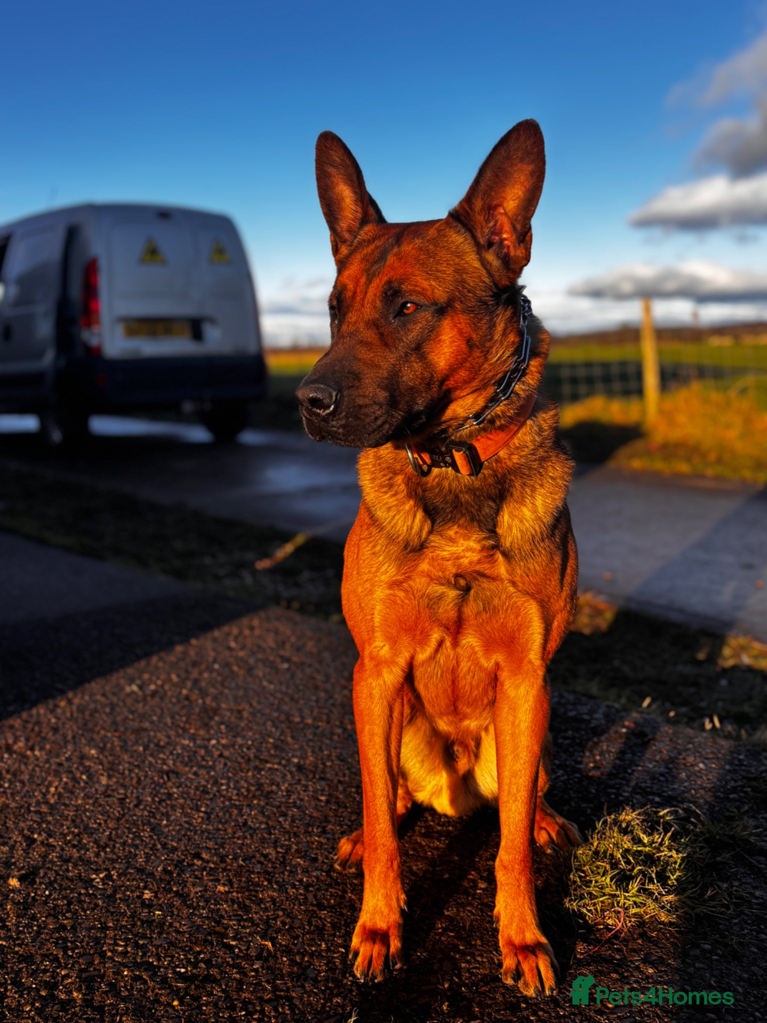 Belgian Shepherd Dog dogs for sale: Bruce Belgian Mali  in Preston - Advert 5
