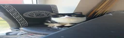 Mixed Breed cats for sale: Simba and Rambo looking for good home - Advert 20