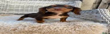 Cocker Spaniel 2