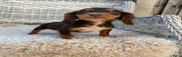 Cocker Spaniel dogs for sale: Working cocker spaniels - Advert 12