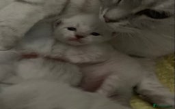 Siamese cats for sale: Siamese x Maine coon  - Advert 16