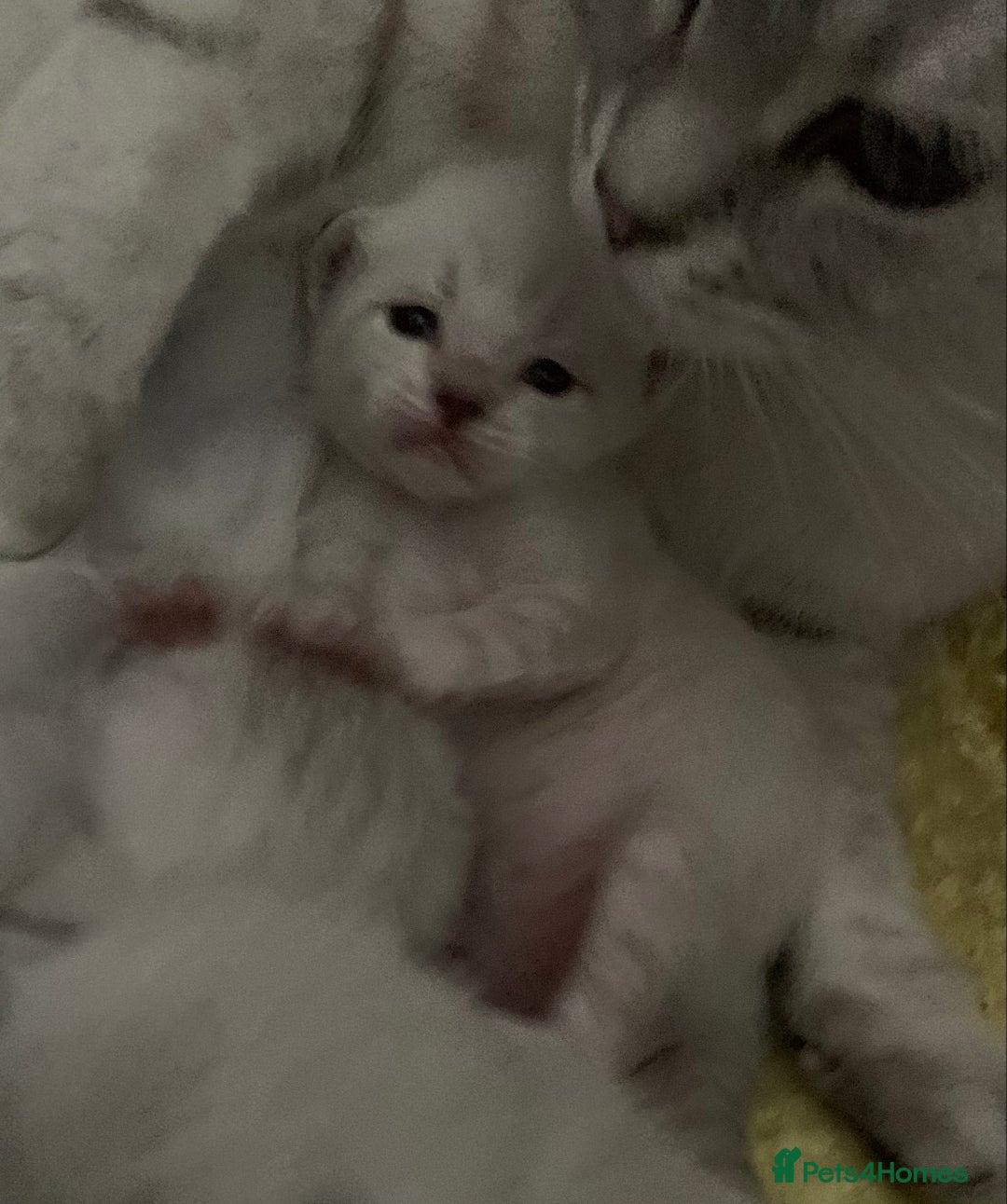 Siamese cats for sale: Siamese x Maine coon  - Advert 16