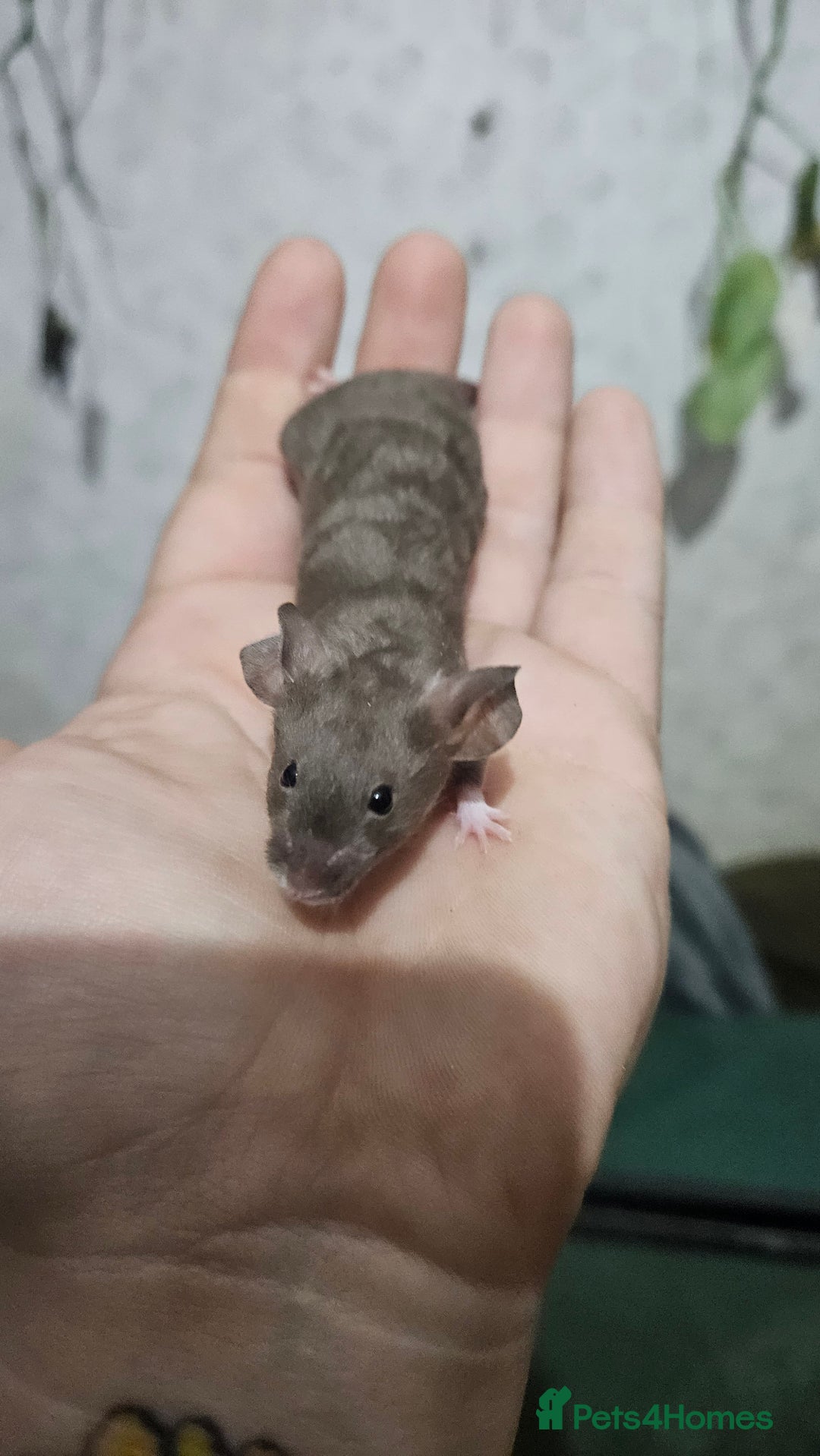 Mouse rodents for sale: Fancy mice females - Image 6