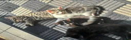 Mixed Breed cats for sale: 3 Beautiful kittens - Advert 9