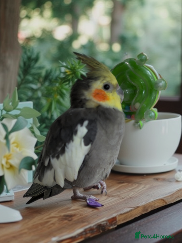 Cockatiels birds Bonded pair of cockatiels  - Advert 4