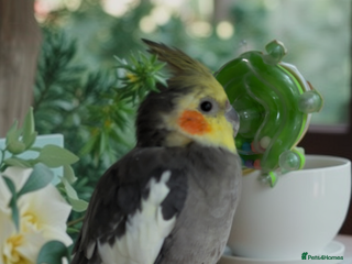 Cockatiels birds Bonded pair of cockatiels - Advert 4