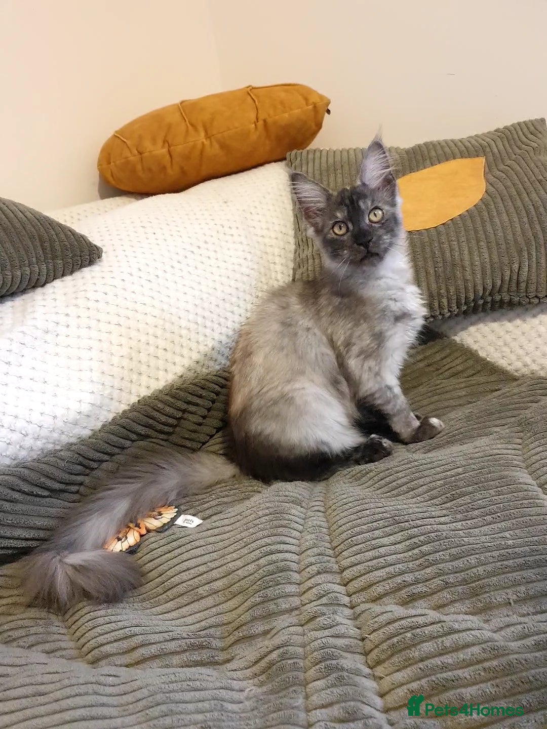 Maine Coon cats Maine coon kitten Hania - Advert 15