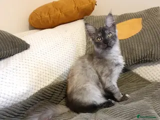 Maine Coon cats Maine coon kitten Hania - Advert 15