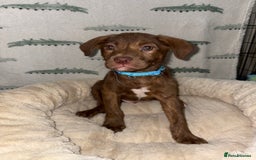 Mixed Breed dogs for sale: 6 Beautiful Fur Babies - Image 12