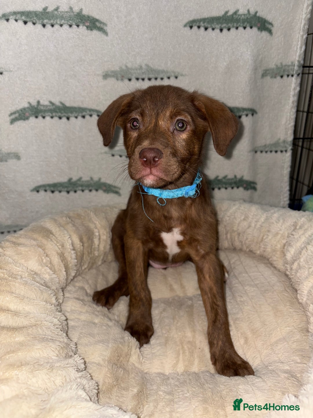 Mixed Breed dogs for sale: 6 Beautiful Fur Babies - Image 12
