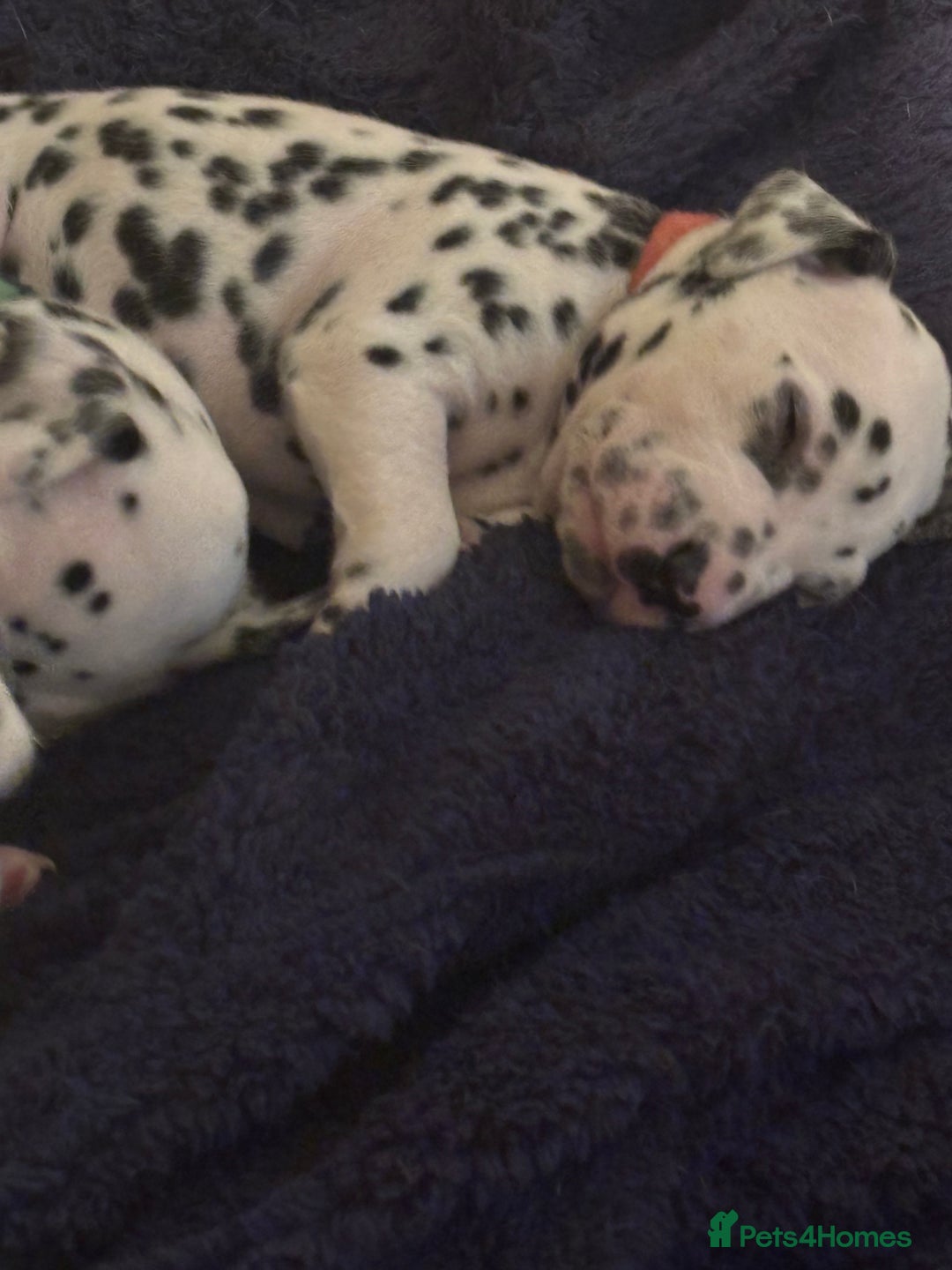 Dalmatian dogs for sale: Dalmatian puppies litter of 5 - Image 6