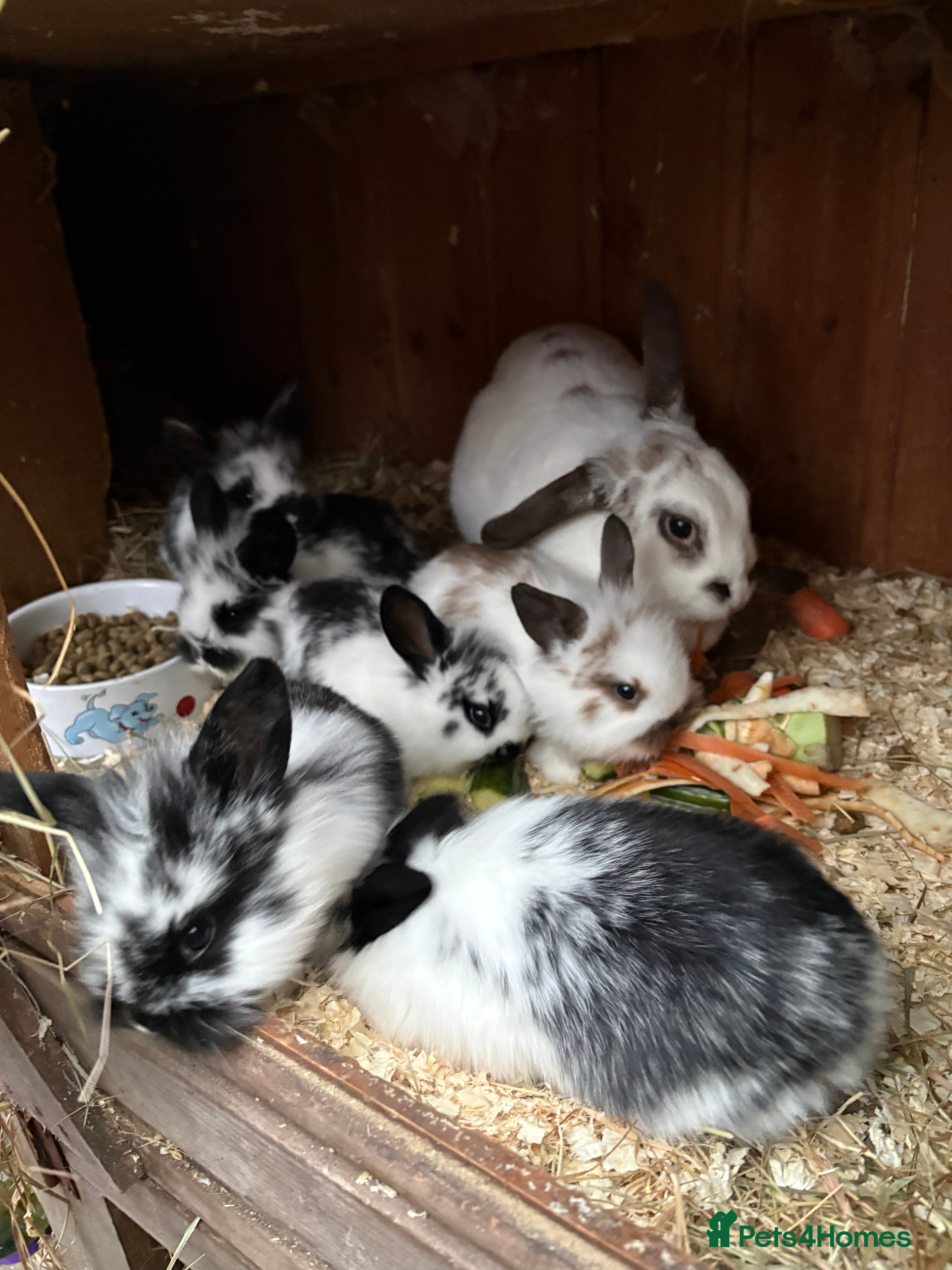 Mini Lop rabbits Stunning mini lop baby rabbits  - Advert 1
