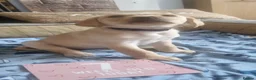 Labrador Retriever dogs for sale: READY TO LEAVE 3RD JUNE Gorgeous labrador puppies! - Advert 3