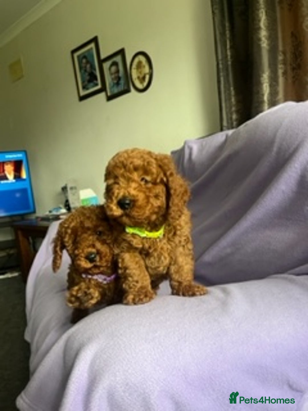 Toy Poodle dogs for sale: 4 red toy poodle pups  - Advert 6
