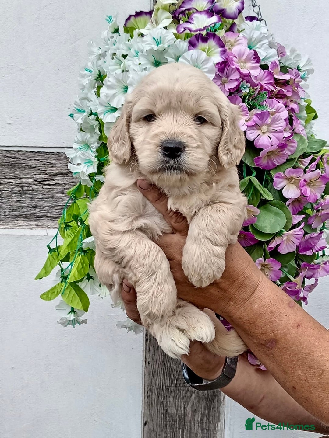 Mini Goldendoodle dogs for sale: 2 left gorgeous mini f1 goldendoodle puppies - Image 12