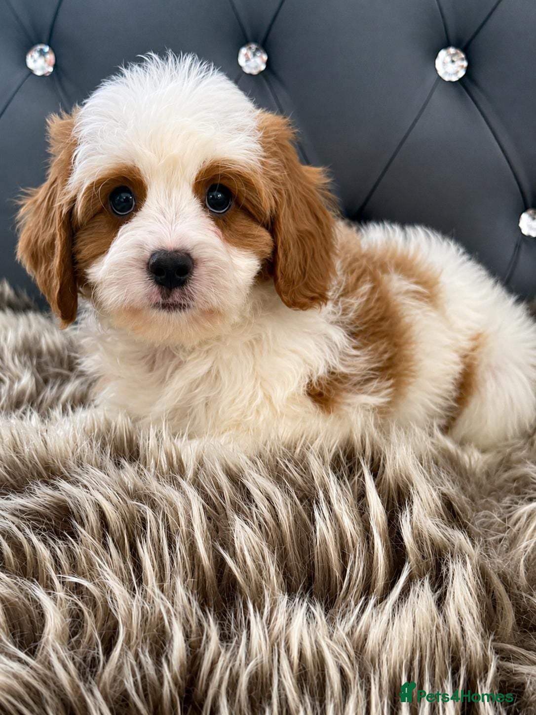 Cavapoo dogs VERY RARE TOY CAVAPOO PUPPIES READY TO LEAVE!  - Advert 12