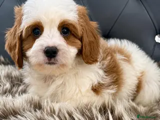 Cavapoo dogs VERY RARE TOY CAVAPOO PUPPIES READY TO LEAVE! - Advert 12
