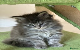 Maine Coon cats for sale: Stunning Mainecoon Kittens - Image 14