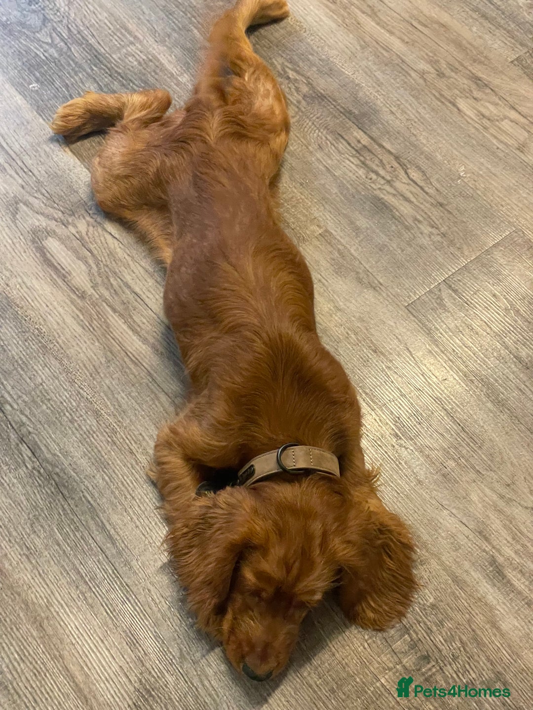 Cocker Spaniel dogs for sale: et Buster: Fully Trained Loving Red Cocker Spaniel - Advert 9