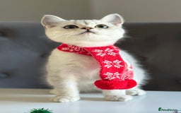 Scottish Fold cats for sale: Scottish Straight Boy - Image 16