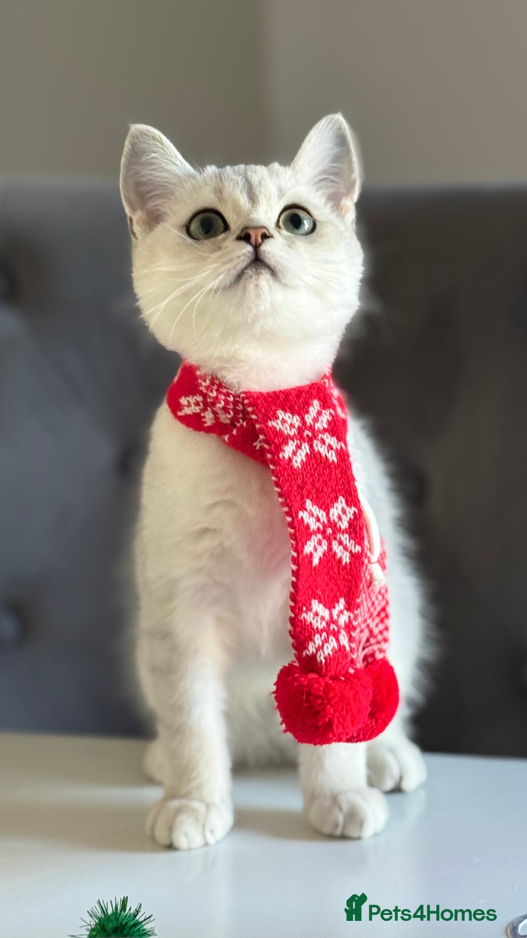Scottish Fold cats for sale: Scottish Straight Boy - Image 16