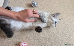 Siberian cats for sale: Litter "W" Neva Masquerade - Image 4
