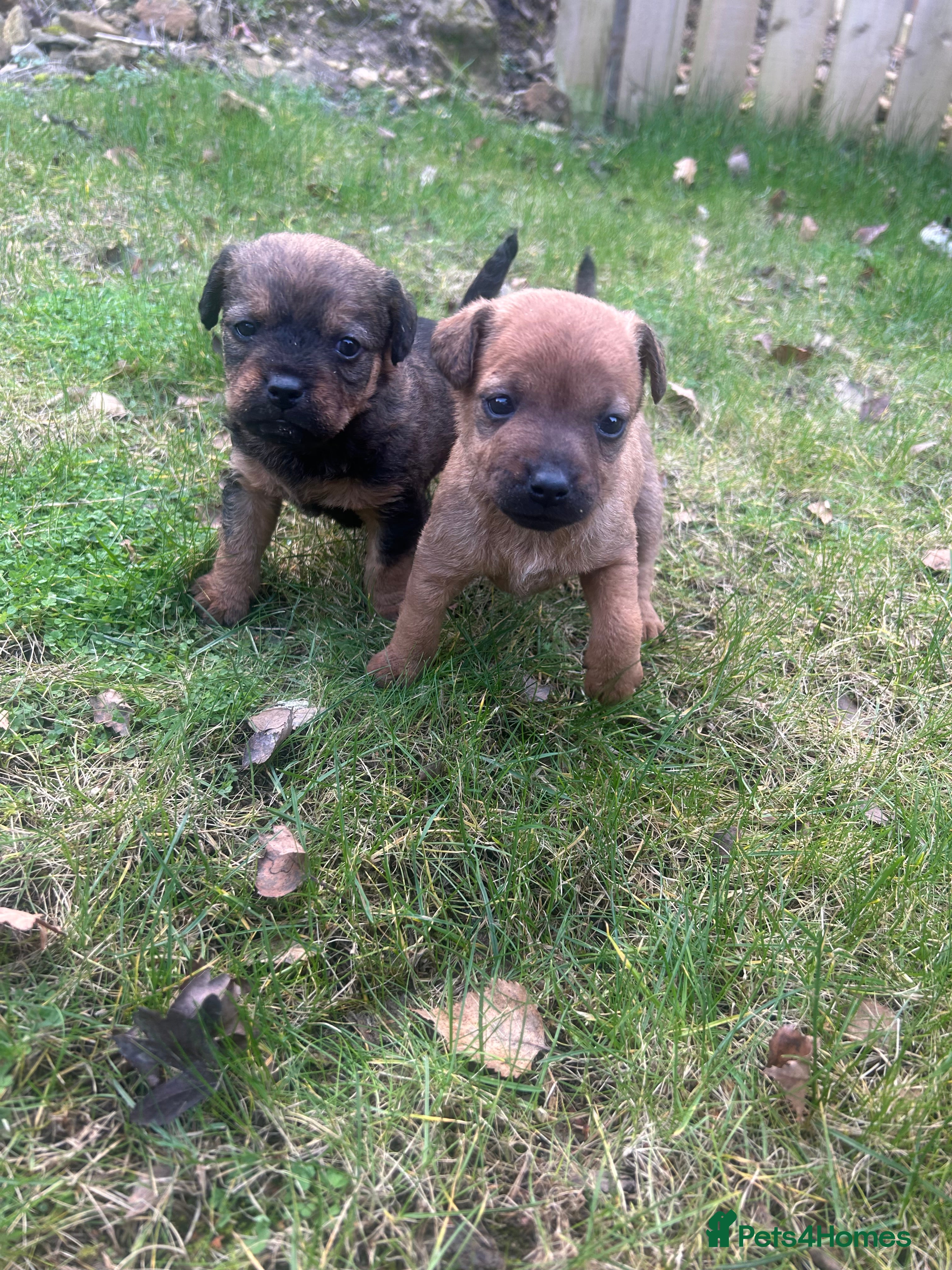 Patterdale Terrier dogs Stunning Patterdale pups  - Advert 3