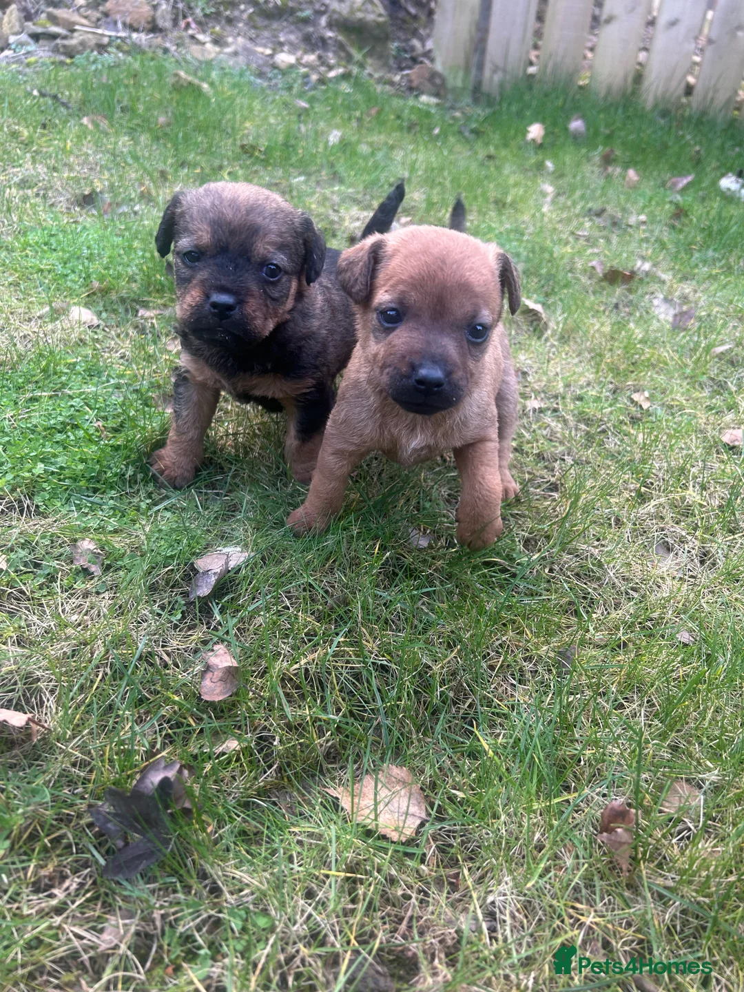 Patterdale Terrier dogs for sale: Stunning Patterdale pups  - Advert 1