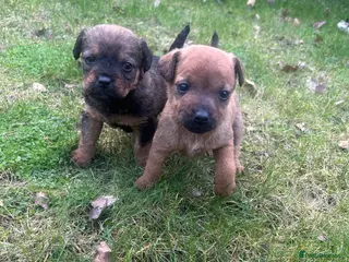 Patterdale Terrier dogs Stunning Patterdale pups in Castleford - Advert 1