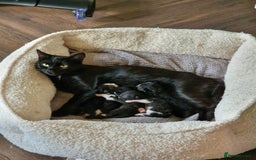 Mixed Breed cats for sale: 4 GORGEOUS BLACK AND WHITE KITTENS - Image 3