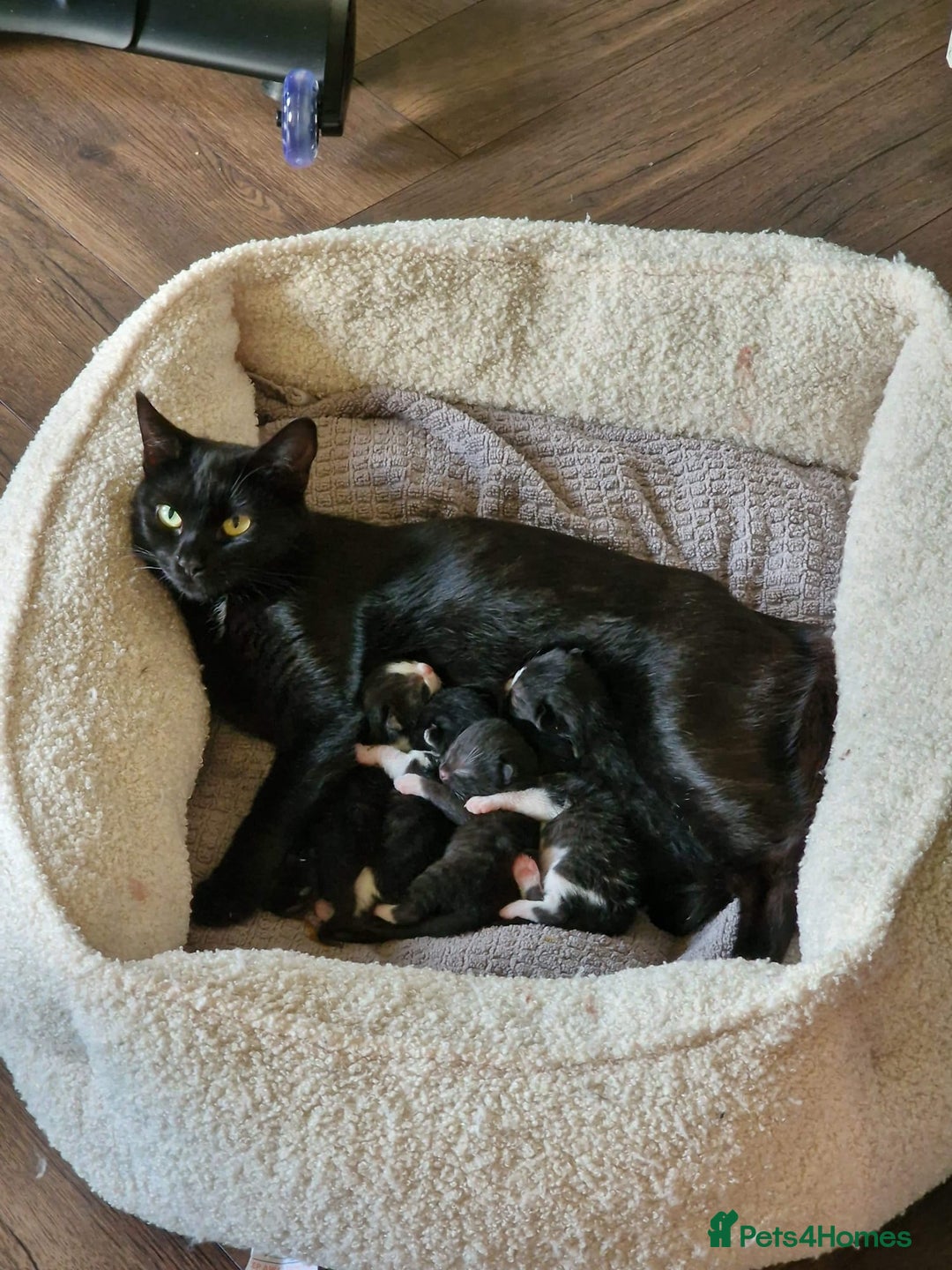 Mixed Breed cats for sale: 4 GORGEOUS BLACK AND WHITE KITTENS - Image 3