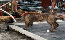 Boxer dogs for sale: Only 1 remaining! KC Boxer Puppies - Image 13