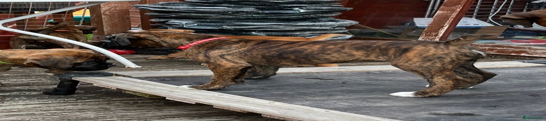 ***SOLD***Female, Red Collar
