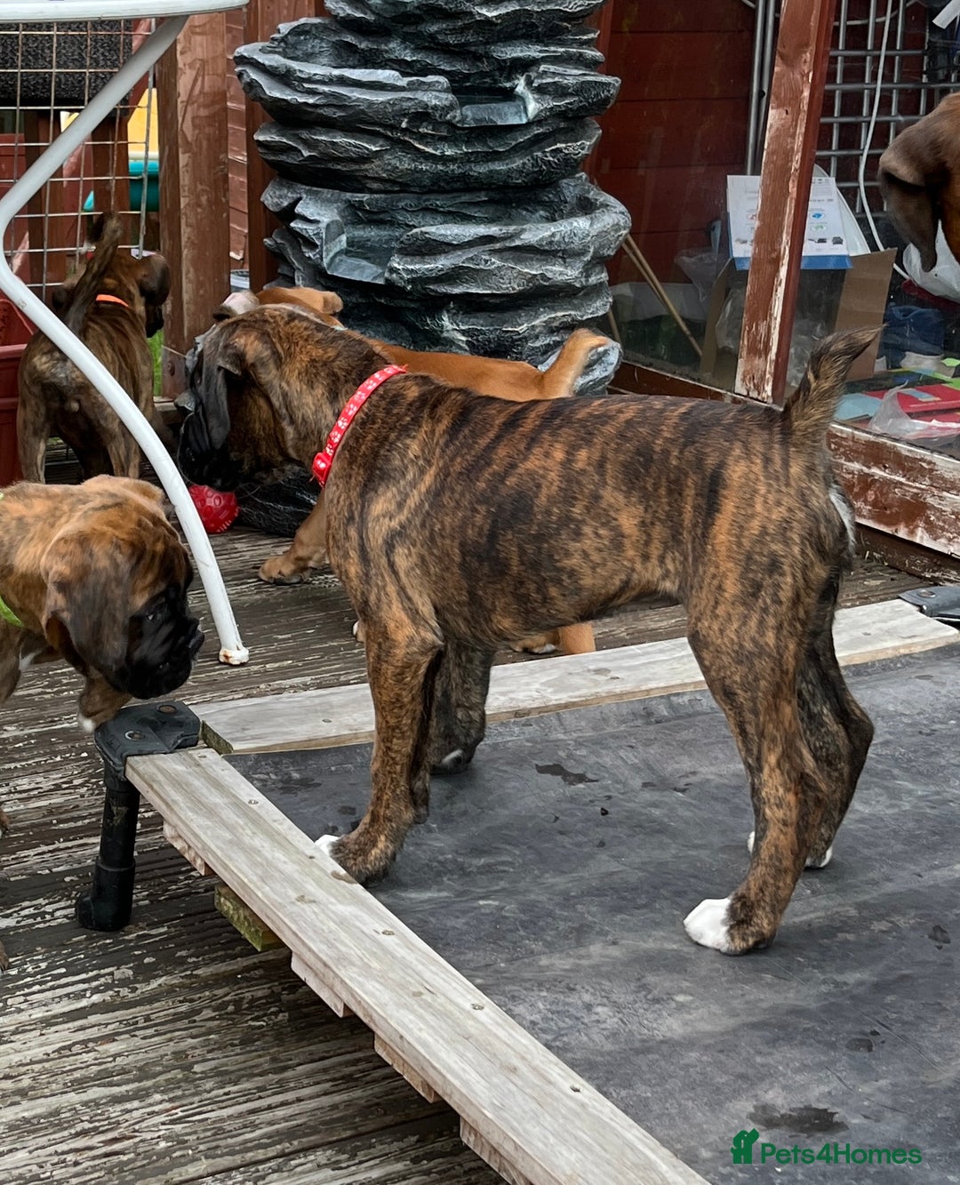 Boxer dogs for sale: Only 1 remaining! KC Boxer Puppies - Image 13