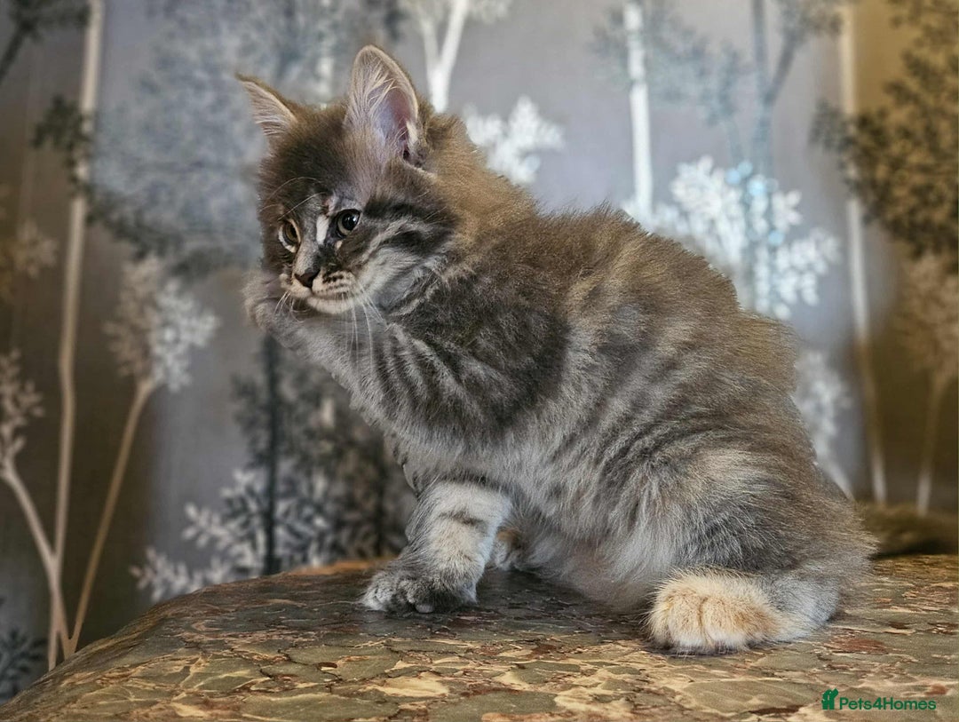 Maine Coon cats for sale: XXL Champion Line Maine Coons – Rare, Very Fluffy! - Advert 4