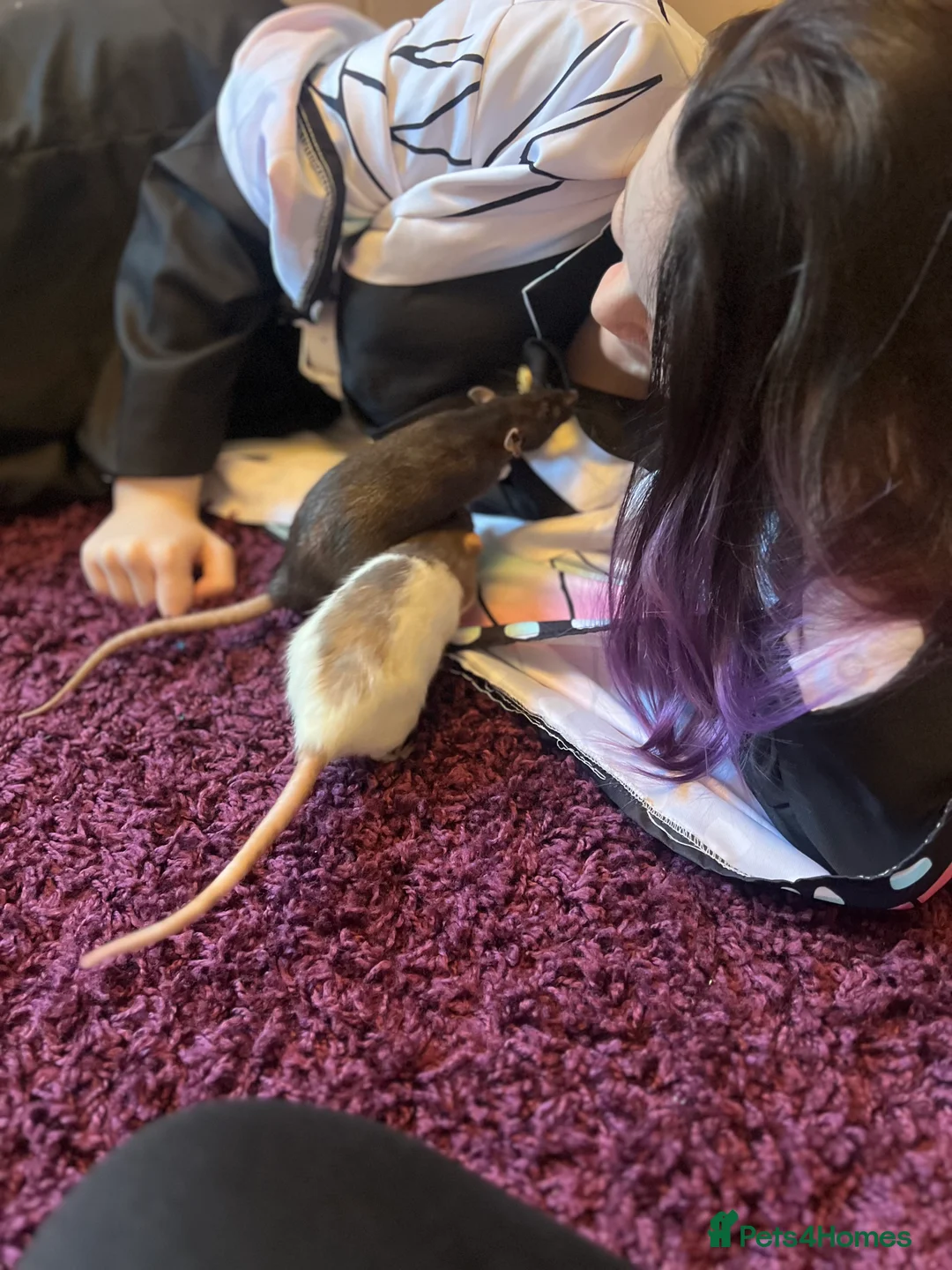 Rat rodents for sale: Brown female dumbo rat - Advert 3