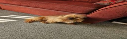 Mixed Breed dogs for sale: Reluctant Rehoming 6 Yr old Lucy Chihuahua Cross - Advert 4