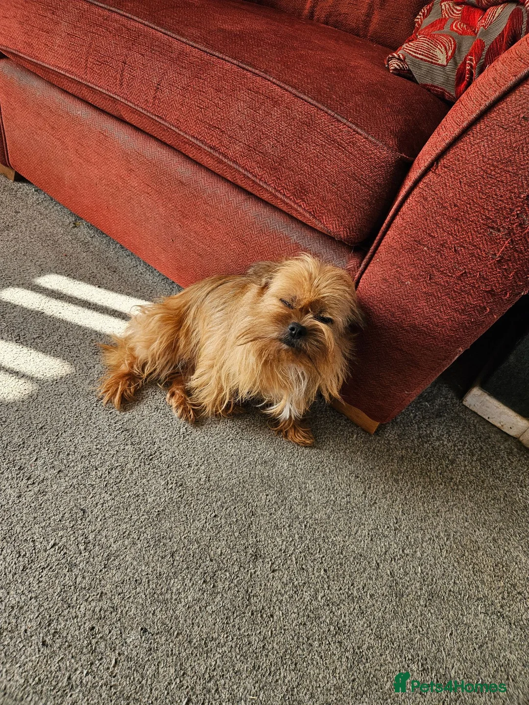 Mixed Breed dogs for sale: Reluctant Rehoming 6 Yr old Lucy Chihuahua Cross - Advert 4