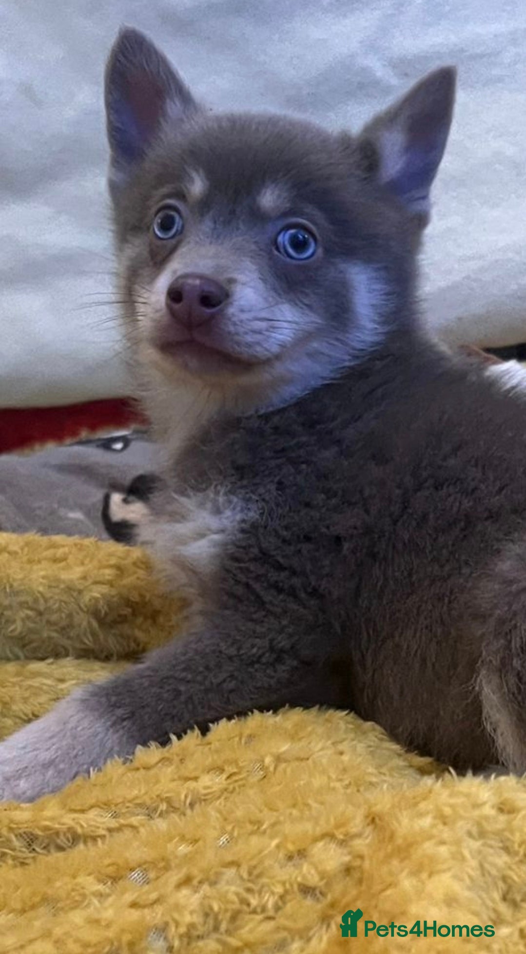 Pomsky dogs 🩵1 Striking rare blue & cream boy, 2 blue eyes F4 - Advert 3