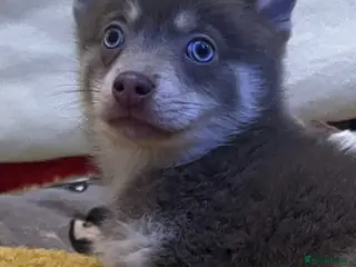 Pomsky dogs 🩵1 Striking rare blue & cream boy, 2 blue eyes F4 - Advert 3